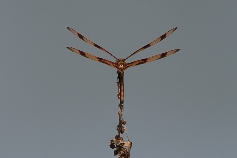 Halloween Pennant